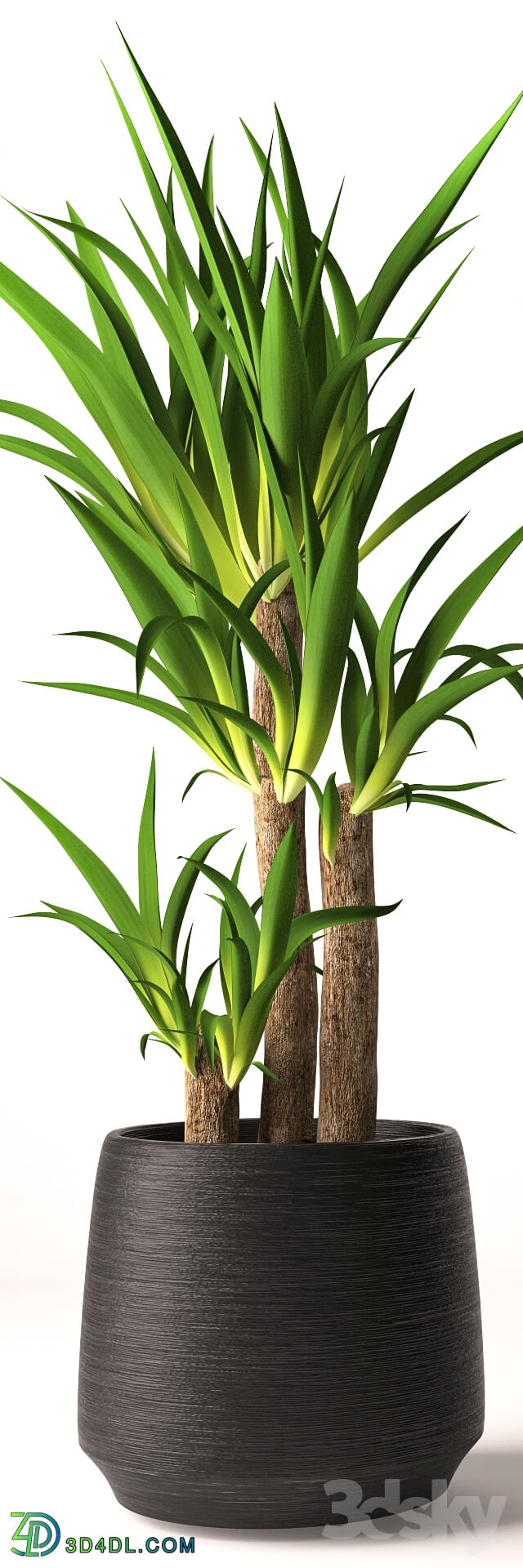 Plant - Yucca plant