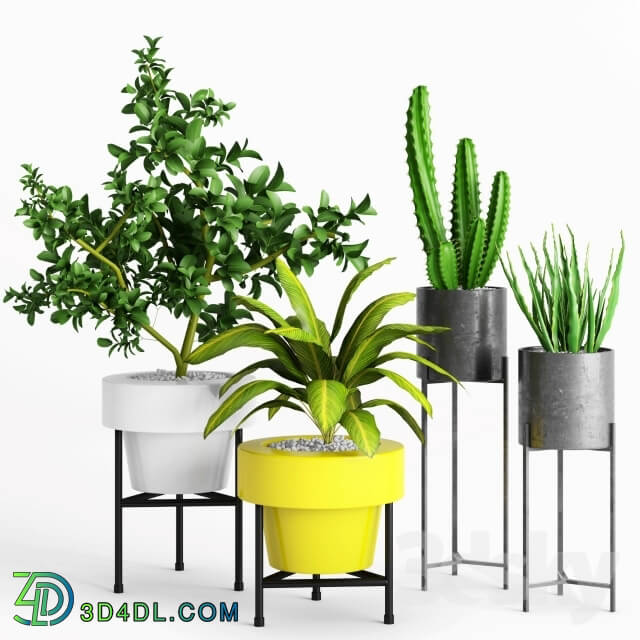 Plant - Plants and Planters _ 3