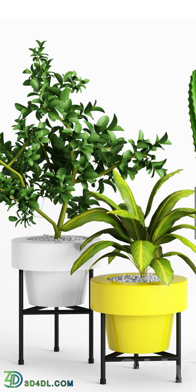 Plant - Plants and Planters _ 3