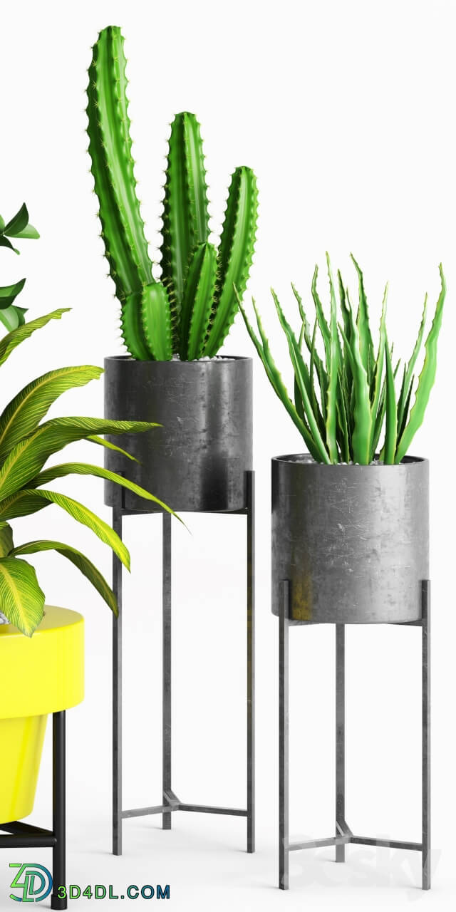 Plant - Plants and Planters _ 3