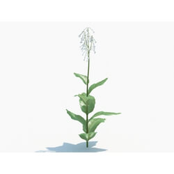 Maxtree-Plants Vol03 Nicotiana sylvestris 03 