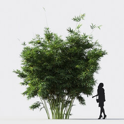 Maxtree-Plants Vol18 Alphonse karr bamboo 01 01 02 