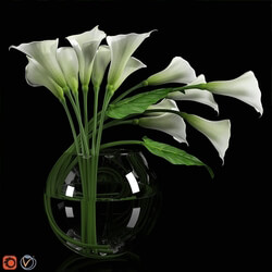 Plant - Calla Lily 