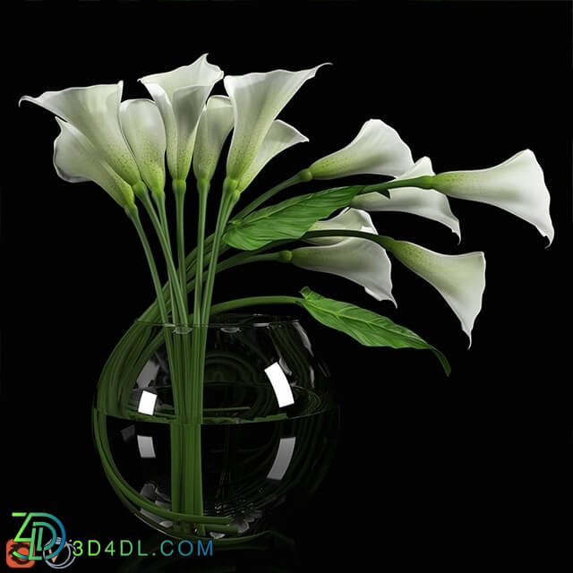 Plant - Calla Lily