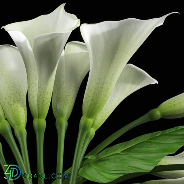 Plant - Calla Lily