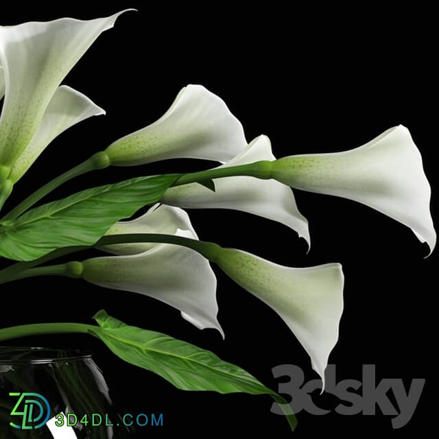 Plant - Calla Lily