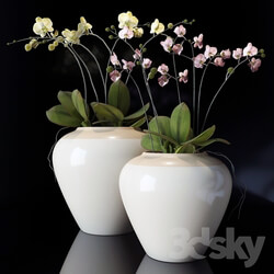 Plant - potterybarn_ Orchid 