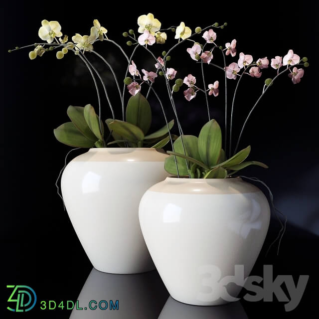 Plant - potterybarn_ Orchid