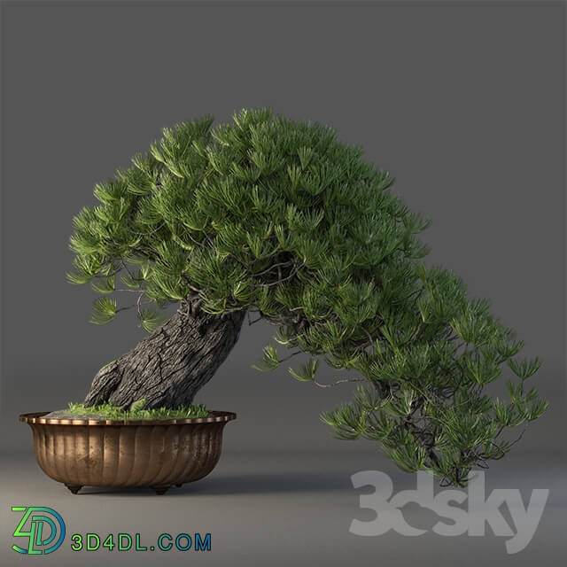 Plant - Bonsai