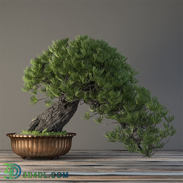 Plant - Bonsai