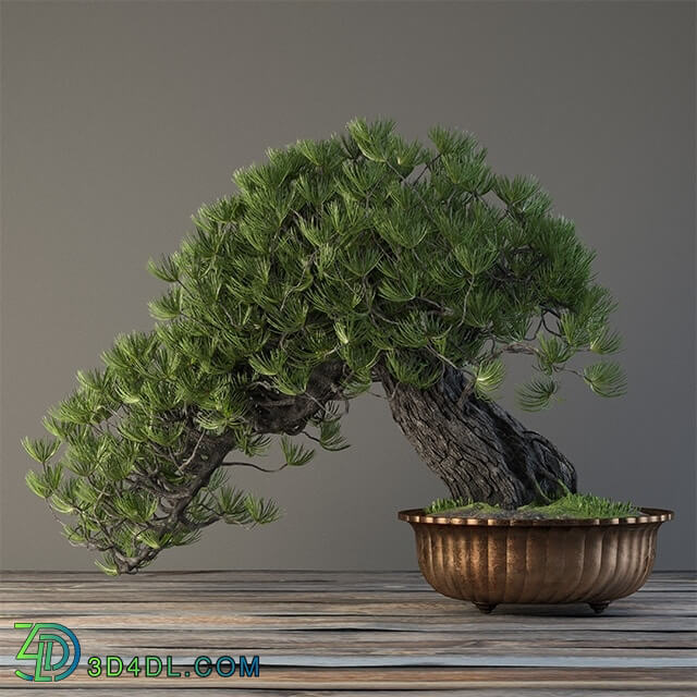 Plant - Bonsai