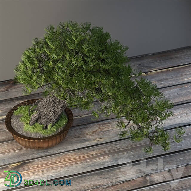 Plant - Bonsai