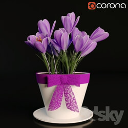 Plant - A pot of crocuses 