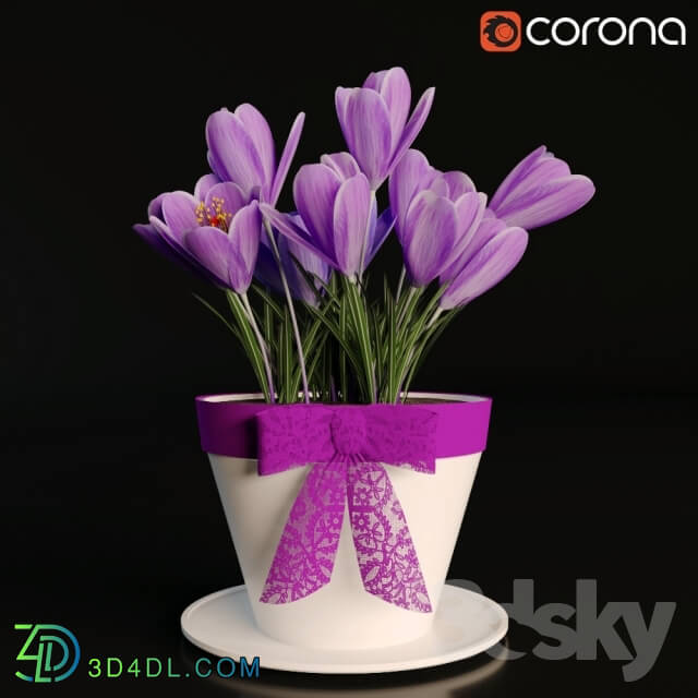 Plant - A pot of crocuses