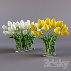 Plant - White and yellow tulips 