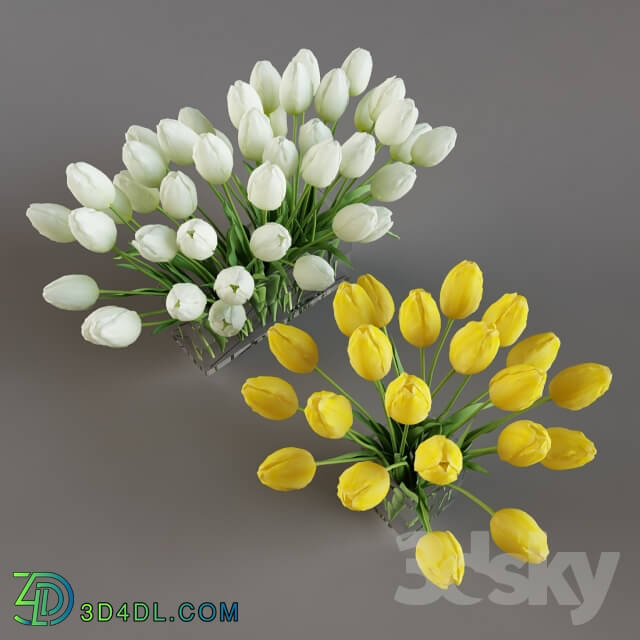 Plant - White and yellow tulips