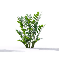 Maxtree-Plants Vol19 Zamioculcas zamiifolia 01 03 