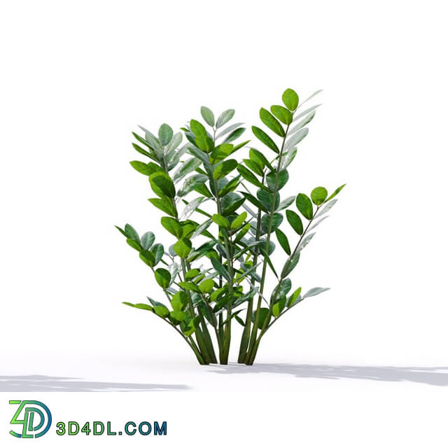 Maxtree-Plants Vol19 Zamioculcas zamiifolia 01 03