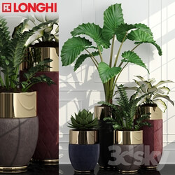 Plant - Longhi Godwin 