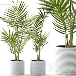 Plant - Plants 109 
