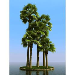 3dMentor HQPalms-03 (48) palmyra palm 