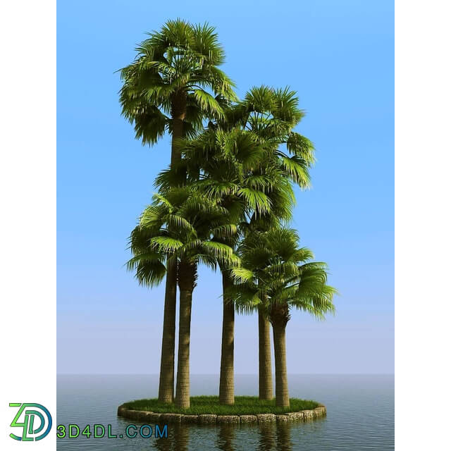 3dMentor HQPalms-03 (48) palmyra palm