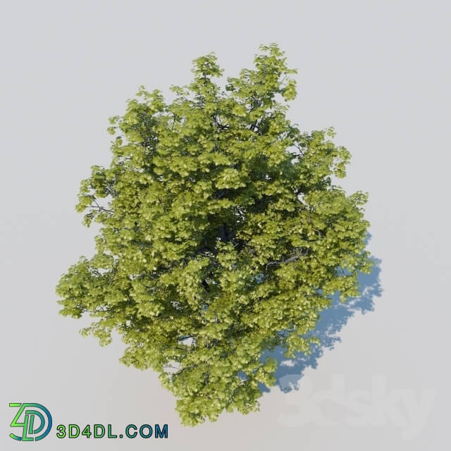 Plant - Great Oak
