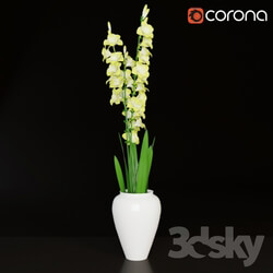 Plant - Gladiolus 