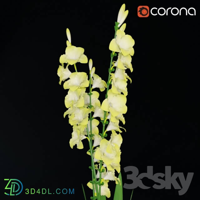 Plant - Gladiolus