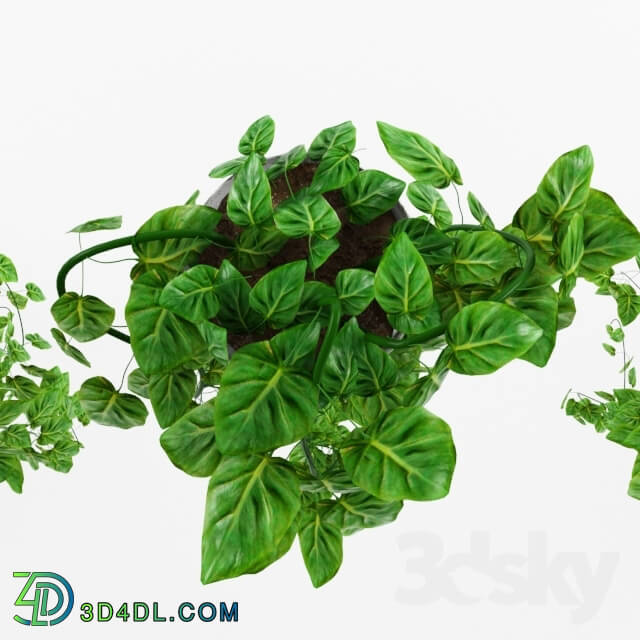 Plant - Philodendron _philodendron scandens_