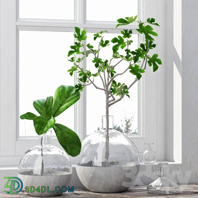 Plant - Fig Plants 1