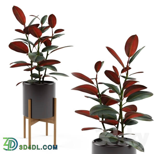 Plant - Ficus elastica Black Prince