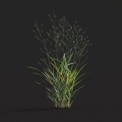 Maxtree-Plants Vol20 Panicum virgatum 01 02 