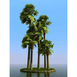 3dMentor HQPalms-03 (49) palmyra palm wind 