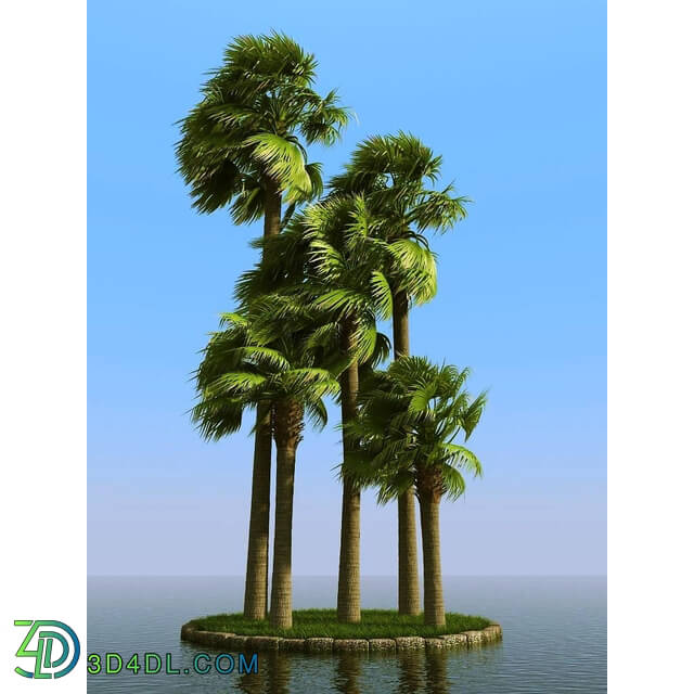 3dMentor HQPalms-03 (49) palmyra palm wind