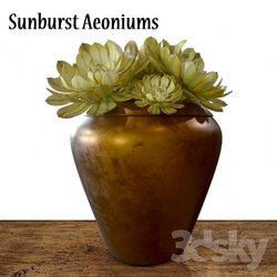 Plant - Sunburst Aeoniums 