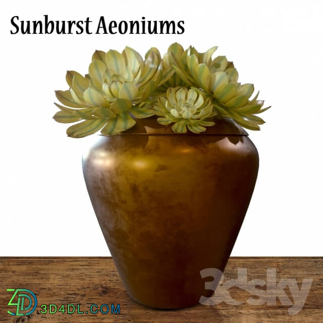 Plant - Sunburst Aeoniums