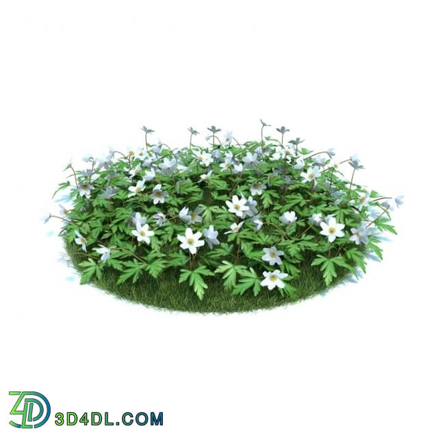 ArchModels Vol86 (002) Anemone nemorosa