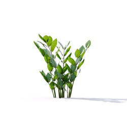 Maxtree-Plants Vol19 Zamioculcas zamiifolia 01 05 