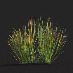 Maxtree-Plants Vol20 Panicum virgatum 01 03 