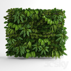 Plant - Green wall 