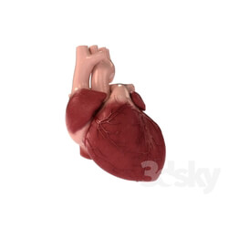 Miscellaneous - Detailed 3D Human Heart 