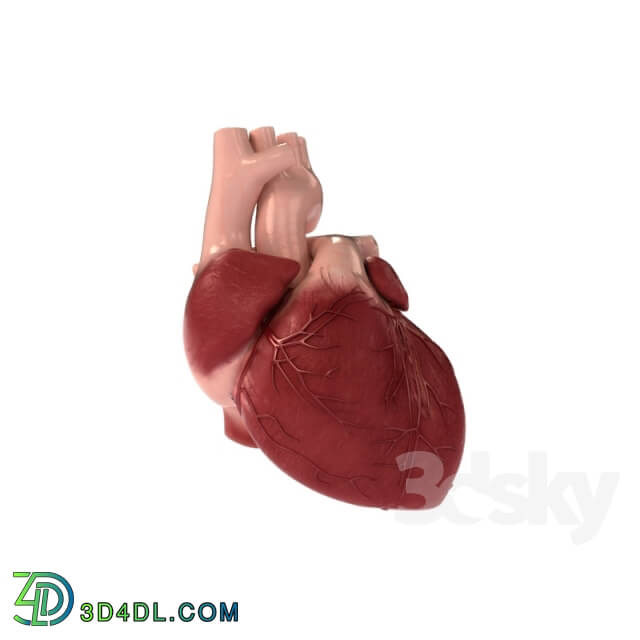 Miscellaneous - Detailed 3D Human Heart