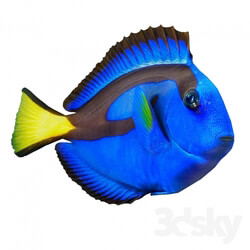 Creature - Dory fish or _quot_Paracanthurus hepatus_quot_ 
