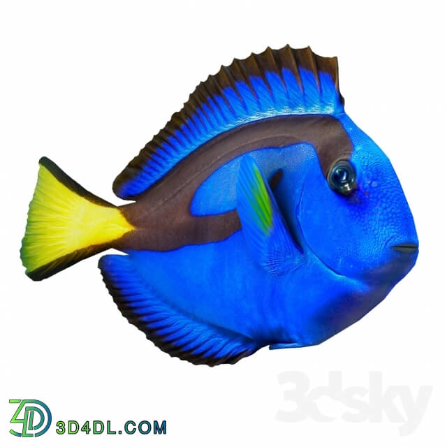Creature - Dory fish or _quot_Paracanthurus hepatus_quot_