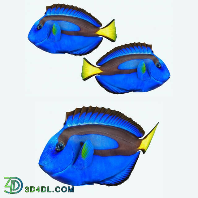 Creature - Dory fish or _quot_Paracanthurus hepatus_quot_