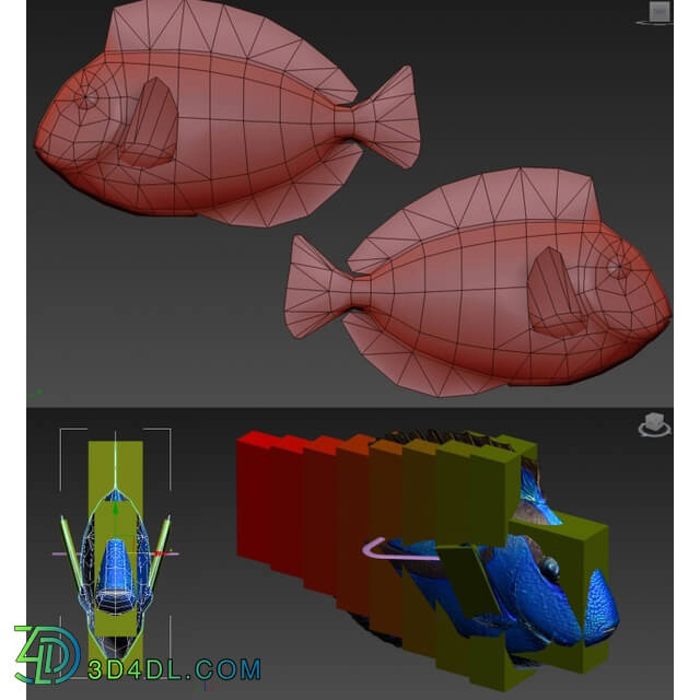 Creature - Dory fish or _quot_Paracanthurus hepatus_quot_