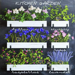 Plant - Kitchen garden 5 