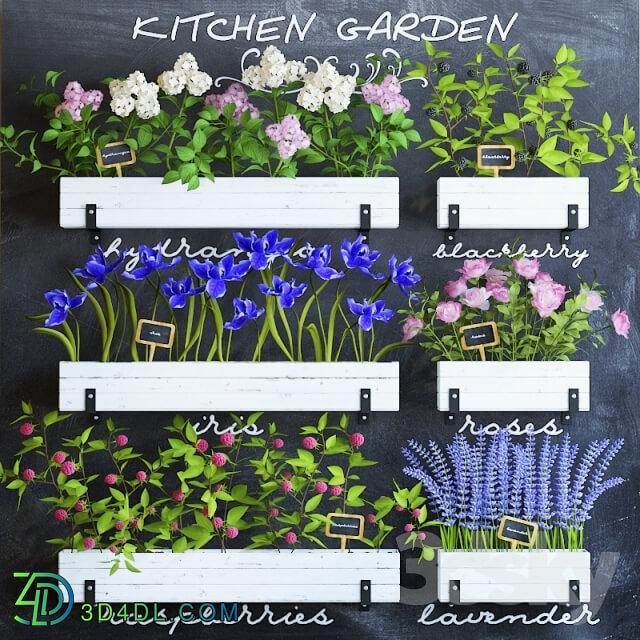 Plant - Kitchen garden 5