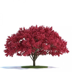 ArchModels Vol58 (12) CherrytreePlant 